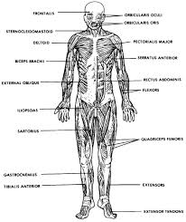 Likewise, there are muscles in other parts of the body that help support and move the spine. Drawing Human Body Drawing Muscular System Novocom Top