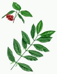 Image result for Gnetum africanum