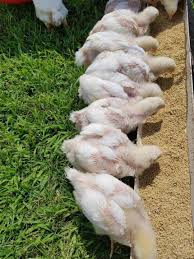 Successfully Raising The Jumbo White Cornish Cross Broiler