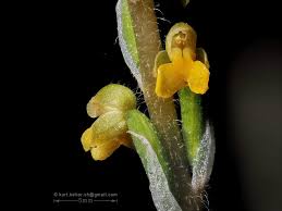 Image result for Zeuxine