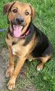 German Shepherd Beagle Mix - The Beagleman - Dog Breed Answers