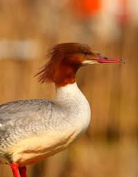 Water Birds Of Northern Illinois Merganser F Aquatic Birds Sea Birds Beautiful Birds