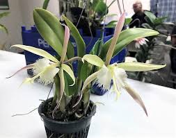 Image result for Rhynchosia caribaea