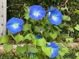 We all need some motivation in the morning to get a rocky start for the day. Good Morning Morning Glory Bok Tower Gardens