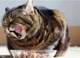 Get expert tips for keeping your cat healthy for this reason, a dry cat food may appear to have more protein than a wet food, for instance, but but you can take steps to help manage weight problems, including playing with your cat and controlling. How To Calculate How Much Wet Food To Feed A Cat Petmd