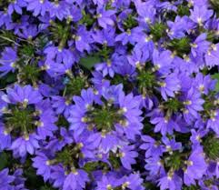 Image result for Scaevola