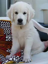 File:White Golden puppy.jpg - Wikipedia