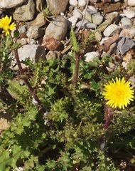 Image result for Sonchus luxurians