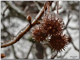 Leaves yellow, veins are green Liquid Amber Winter Tree Seeds Seed Pods Garden Plants