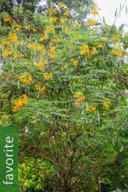 Image result for Libidibia coriaria