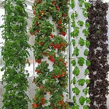 For The Past 9 Years Future Growing Llc Has Been The World Leader In Vertical Aeroponic Food Farms Utilizing P Plants Vertical Vegetable Gardens Urban Garden