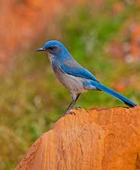 Blue Birds Native To Colorado Bird Along Colorado River Near Moab Utah Woodhouse S Scrub Jay Western Scrub Jay Aphelocoma Californica Woodhouseii Woodhousei Bird Animals Images Animals