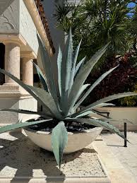 Image result for Agave