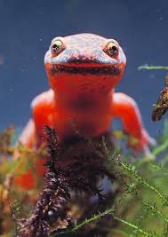 Image result for Alafia caudata