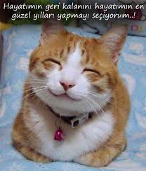 Mutlu Gunler Kediler Ve Yavrulari Kedi Kedileri Seviyorum