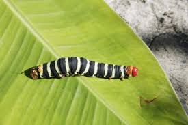 Black And White Striped Caterpillar With Orange Dots Garden Pests Black Caterpillars With White Red Stripes Home Guides Sf Gate