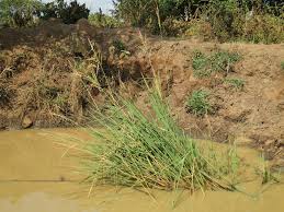 Image result for Oryza longistaminata