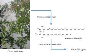 Image result for Cissus aralioides