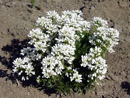 In a delicious mix of pink, carmine, white, and lavender, this compact plant flowers through late spring and early summer, and is an excellent choice for cottage gardens and containers. Candy Tuft Dlt Growers