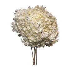 Tunderea regulata mentine planta in mod natural densa si compacta. Hortensien Annabelle Getrocknet Im Bund Auf Bezahlbare Blumen De Bezahlbare Blumen De