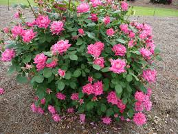These have the longest blooming cycle, i.e., from early spring till late fall. Knockout Rose Taylor Landscaping