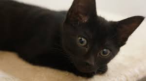 Kittens Cats Protection Warrington Adoption Centre Facebook
