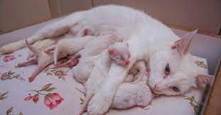Oldest cat to give birth: It S A Miracle Van Cat Gives Birth To 10 Kittens Daily Sabah