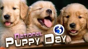 Since national puppy day is about celebration as well as education and awareness, you can use there are plenty of hashtags available related to puppies, but #nationalpuppyday is the official. Today Is National Puppy Day News Wfsb Com