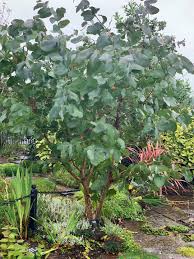 Image result for Aeollanthus neglectus