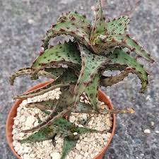 Image result for Euphorbia platyrrhiza