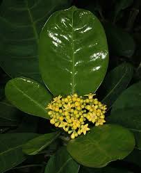 Image result for Psychotria djumaensis