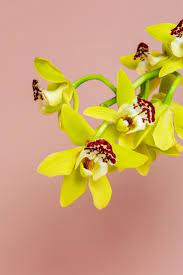 Download Premium Image Of Close Up Of Yellow Cymbidium Orchids On Pink White Lily Flower Cymbidium Orchids Orchids