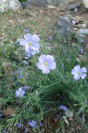 Image result for Linum