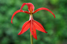 Image result for Sprekelia