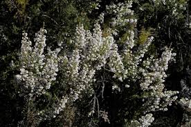 Image result for Erica silvatica
