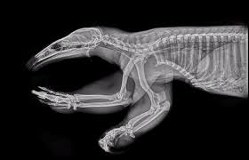14 Radiographies D Animaux Du Zoo De L Oregon 2tout2rien X Ray Animals Zoo