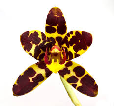 Image result for Ansellia