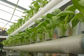 Siapa yang tidak tahu sawi hijau? Budidaya Sawi Putih Hidroponik Hanya Butuh Keulatan Lensapena