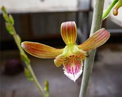 Image result for Eulophia