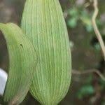 Image result for Diaphananthe bidens