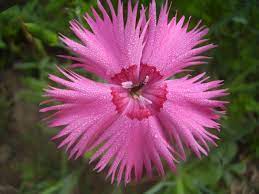 Pin On Flower Color 64844404 N00