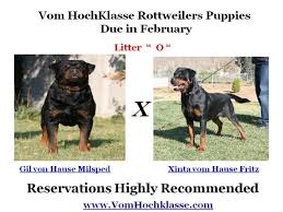 Blue german shepherd puppy male born november 23 2018 blue with white markings on chest an. Vom Hochklasse German Rottweiler Kennel High Class Rottweilers