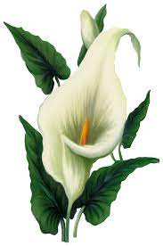 Calla Lily Png Picture Gallery Yopriceville High Quality Images And Transparent Png Free Clipart Flower Art Painting Watercolor Flowers Flower Painting