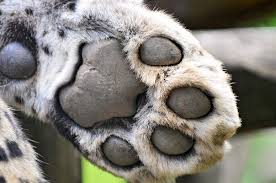 Leopard S Paw By Tambako The Jaguar Via Flickr Scary Animals Paw Paws And Claws