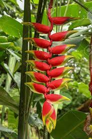 Close Up Of Heliconia Rostrata Inflorescence Wild Plantains Stock Photo Picture And Royalty Free Image Image 147065613