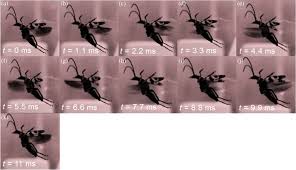 Buy an m18 fuel hammer drill and impact driver combo kit (2824357), get an m18 circular saw (2808970) and m18 led work light (2236909) for free. Phylogenetic Clustering Of Wingbeat Frequency And Flight Associated Morphometrics Across Insect Orders Tercel 2018 Physiological Entomology Wiley Online Library