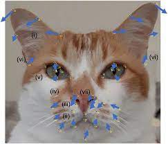 See more ideas about cats, funny animals, cute cats. Mirror Image Of Cat S Face Depicting Placement Of The 48 Facial Download Scientific Diagram