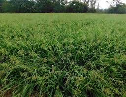 Image result for Urochloa oligotricha