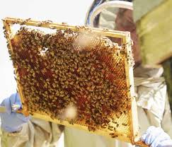 Larve de reine abeille au 3e jour (© biosphoto/françois gilson). Tout Pour L Apiculture Pdf Telechargement Gratuit