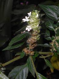 Image result for Phaulopsis sangana